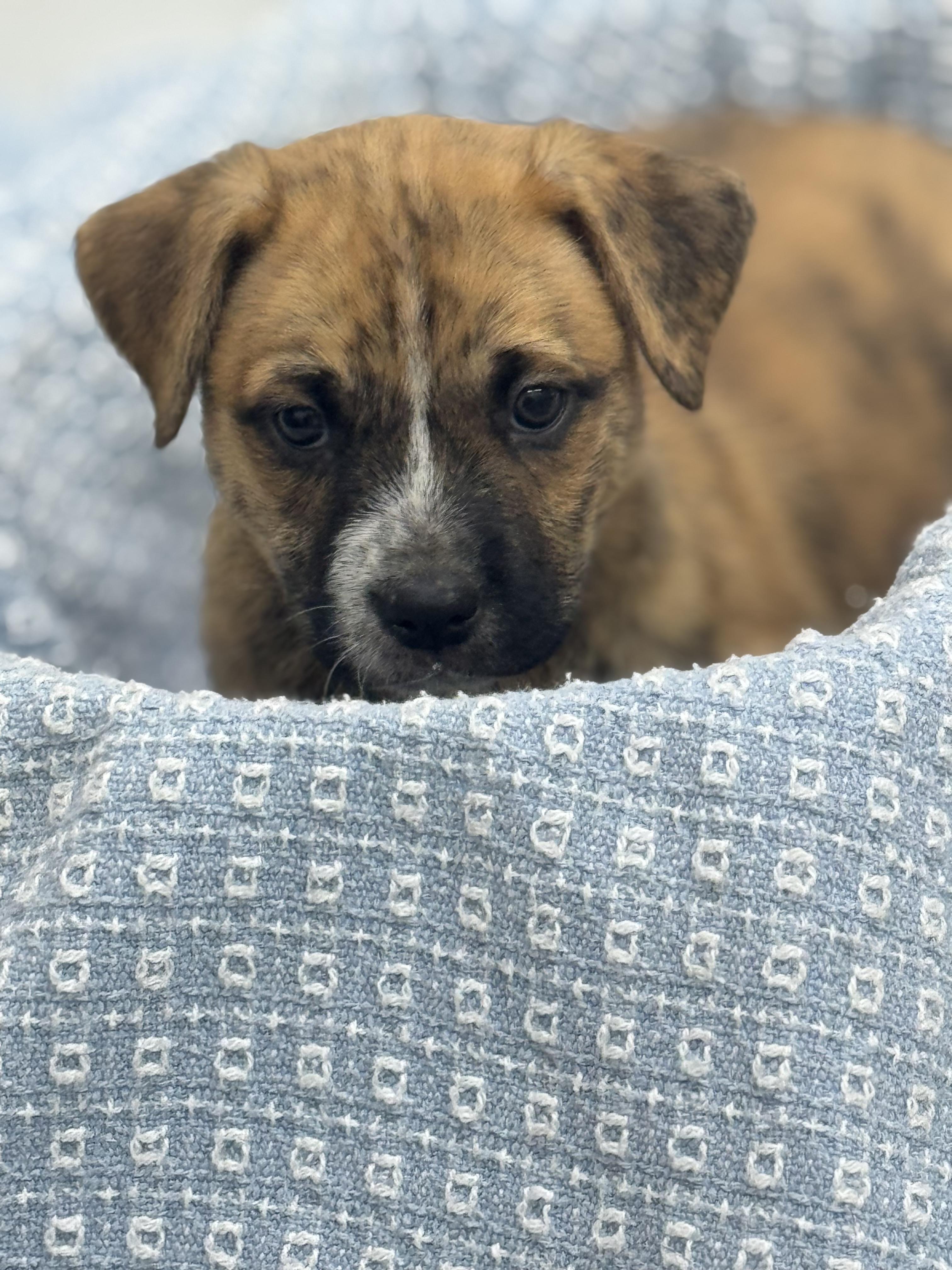 Bruce 0125