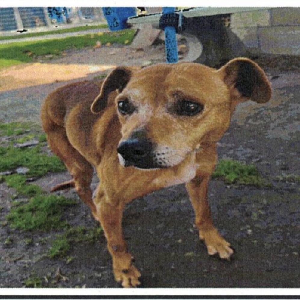 Enlarge Koko, a Adoptable mixed breed in Long Beach, CA image 1/5