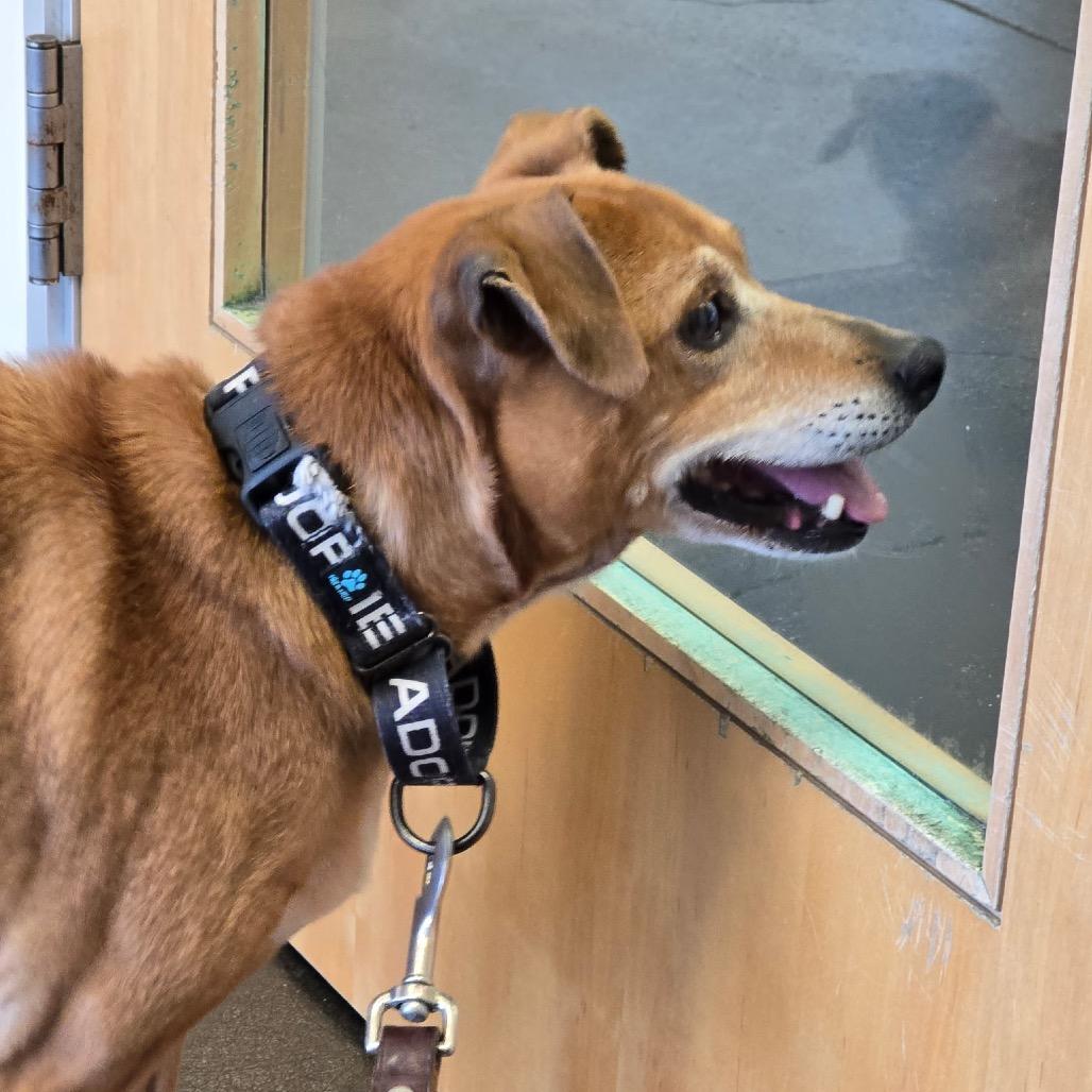 Enlarge Koko, a Adoptable mixed breed in Long Beach, CA image 2/5