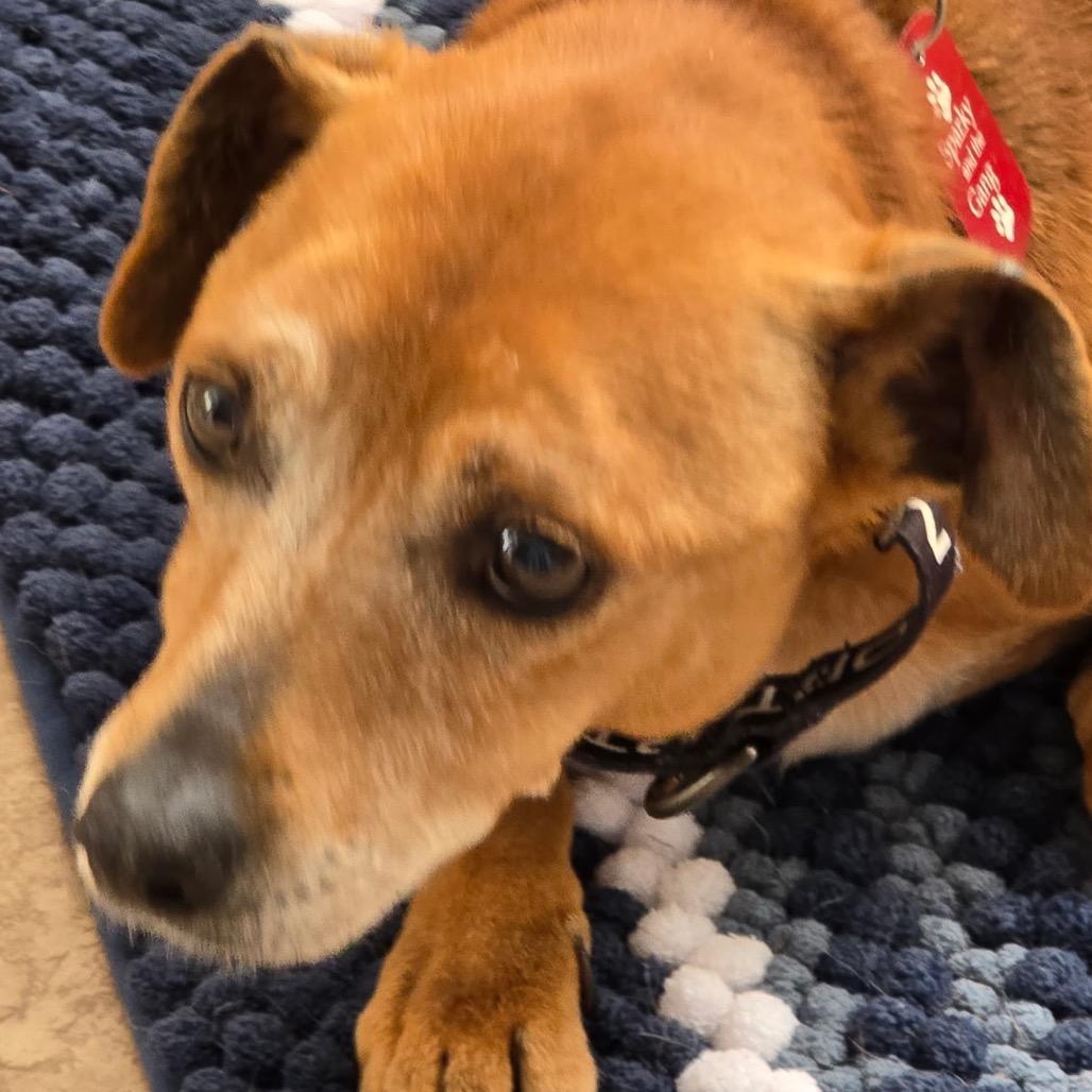 Enlarge Koko, a Adoptable mixed breed in Long Beach, CA image 5/6