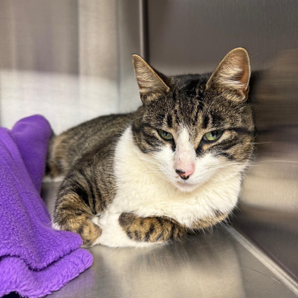 Enlarge Crys, a Adoptable Domestic Short Hair in Spokane, WA image 1/1