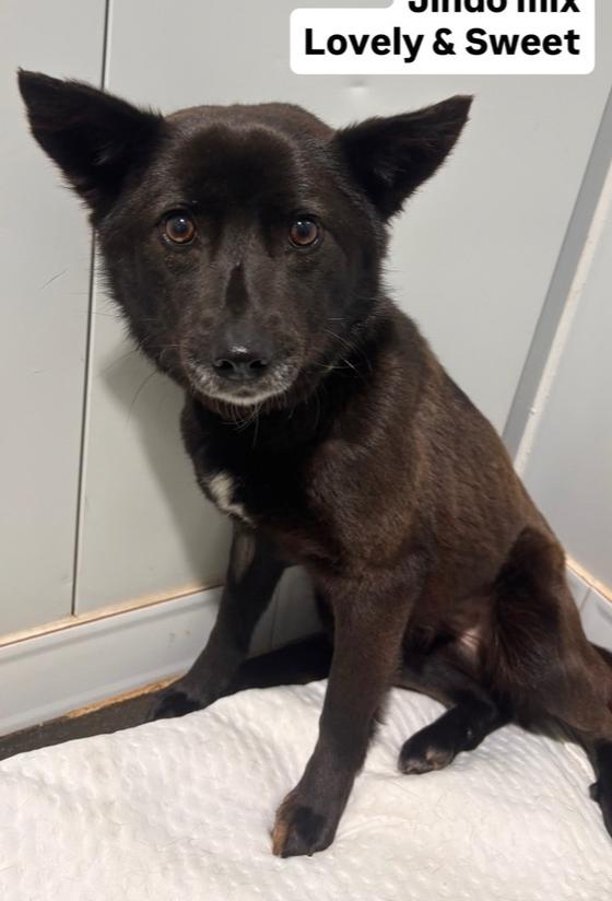 LUKA, Adoptable, Young Female Jindo.