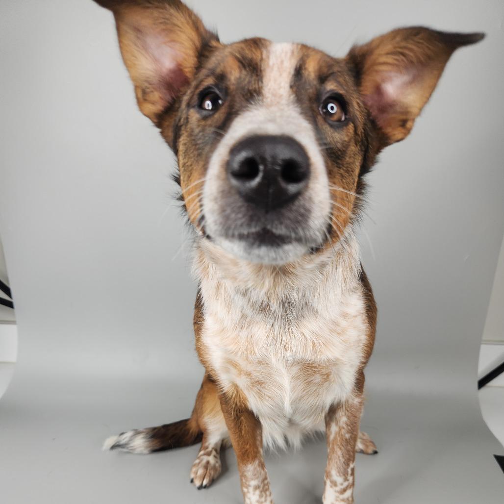 Cheese Fries, Adoptable, Young Female Australian Shepherd.
