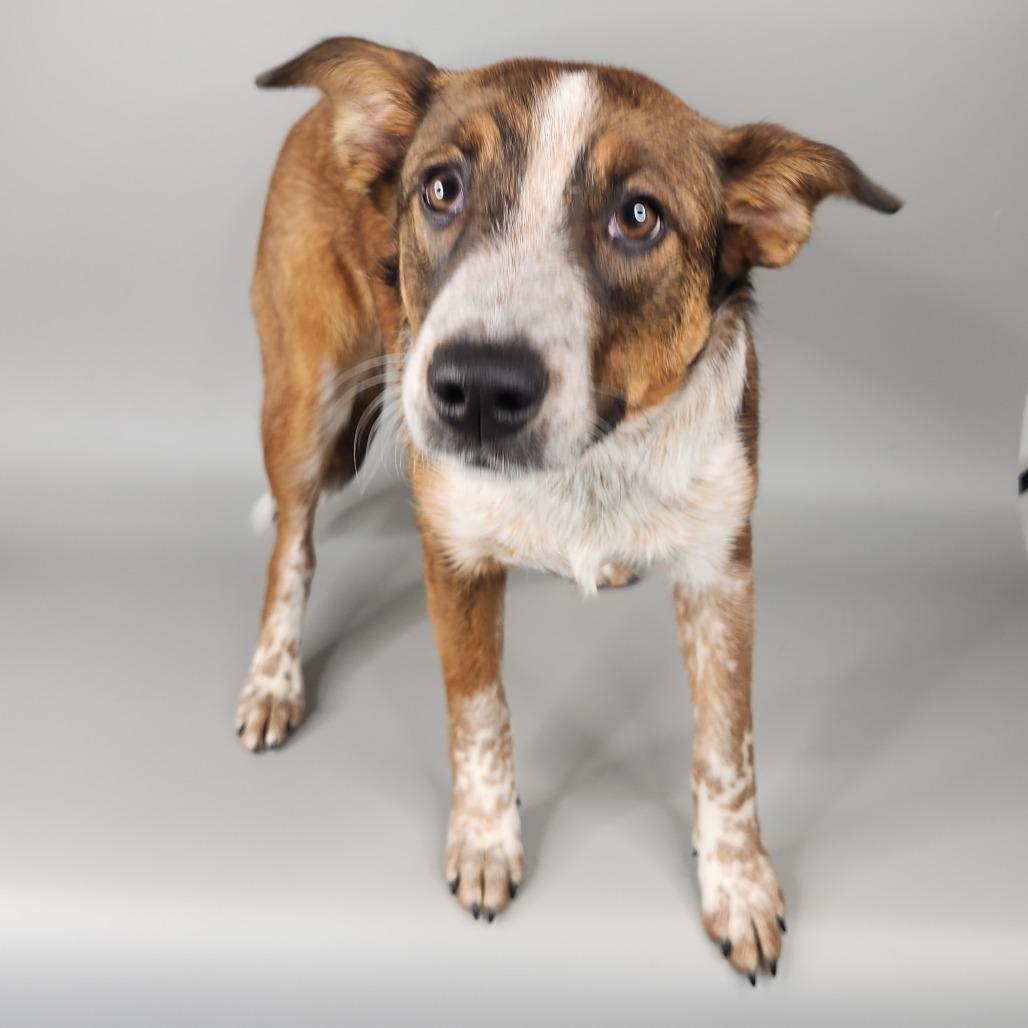 Enlarge Cheese Fries, a Adoptable Australian Shepherd in Fort Wayne, IN image 2/6