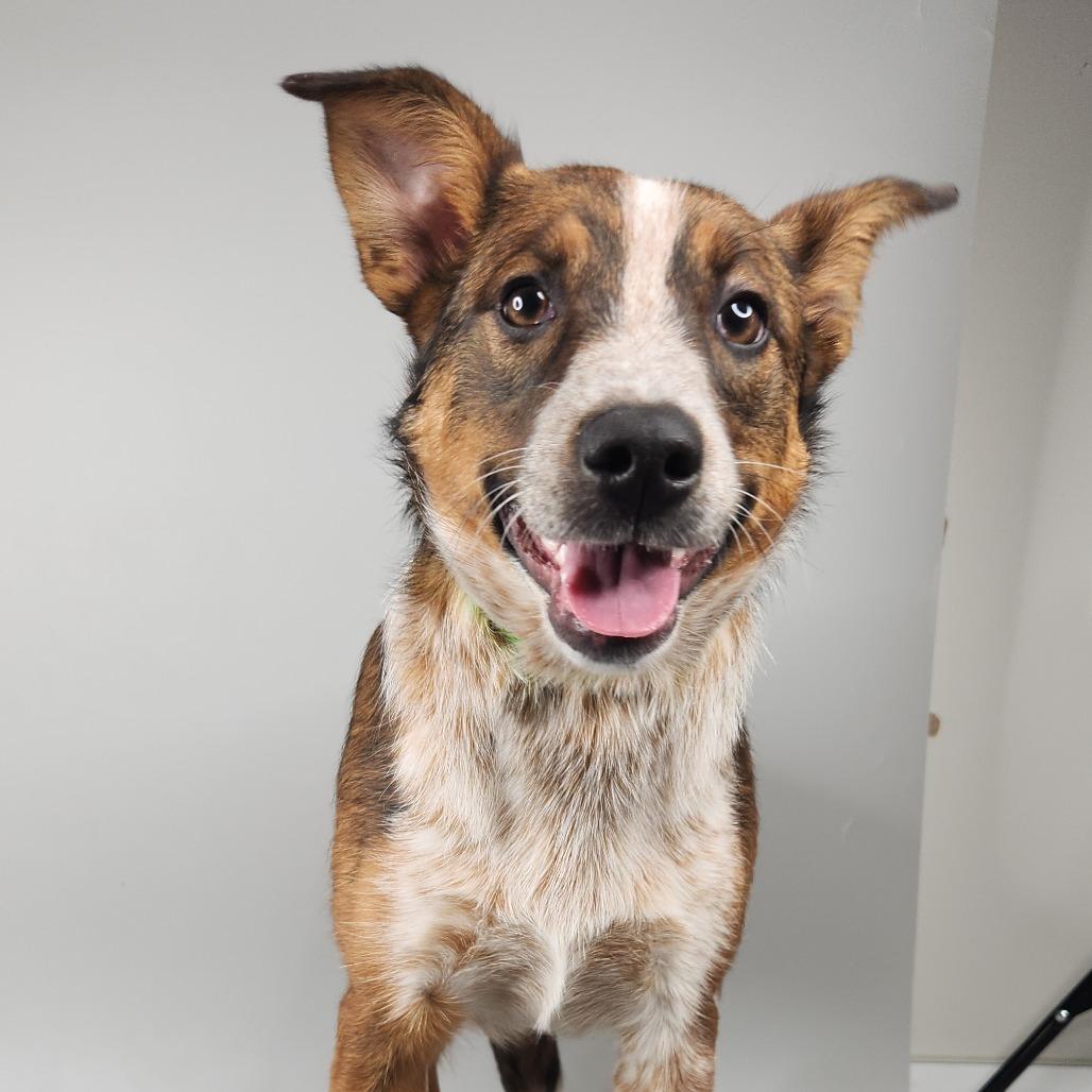 Enlarge Cheese Fries, a Adoptable Australian Shepherd in Fort Wayne, IN image 3/6