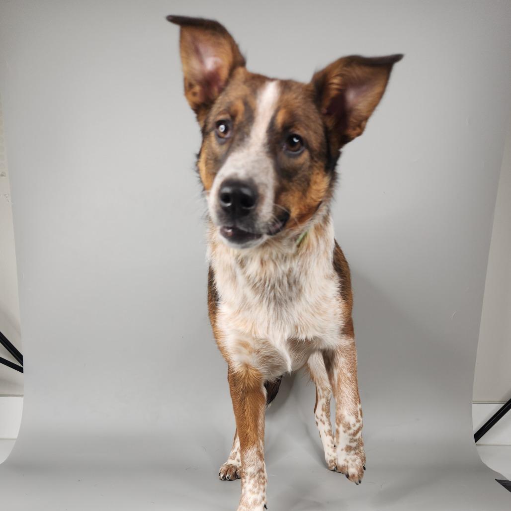 Enlarge Cheese Fries, a Adoptable Australian Shepherd in Fort Wayne, IN image 4/6