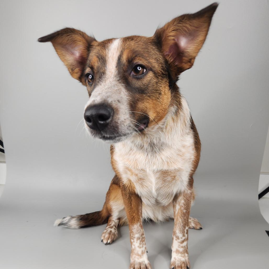 Enlarge Cheese Fries, a Adoptable Australian Shepherd in Fort Wayne, IN image 5/6