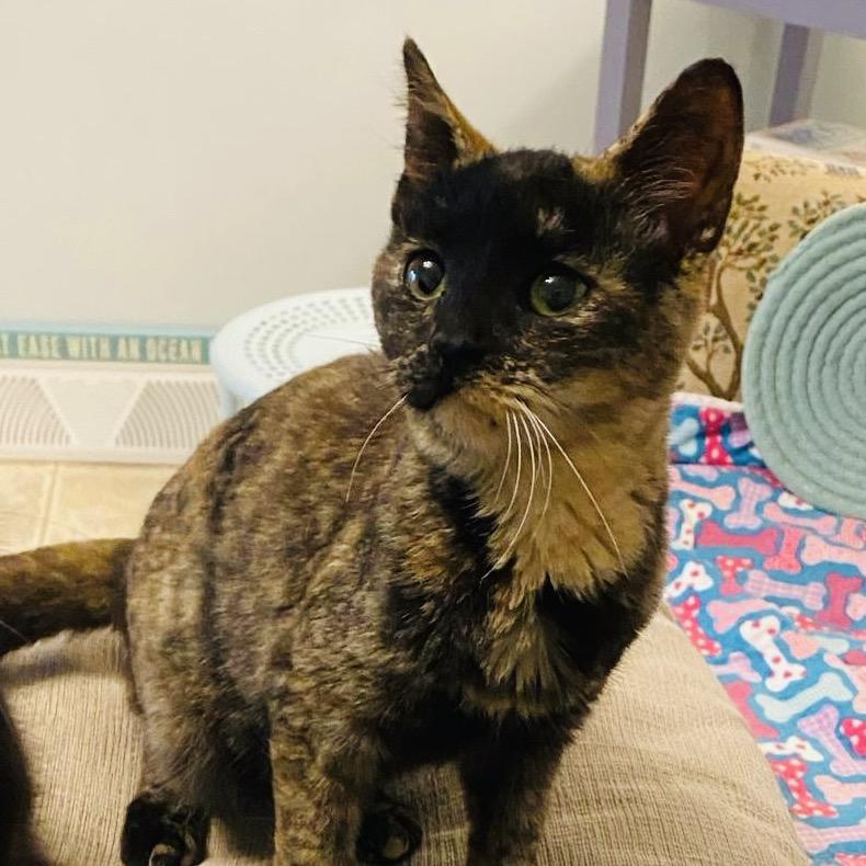 Frito, Adoptable, Young Female Domestic Short Hair.