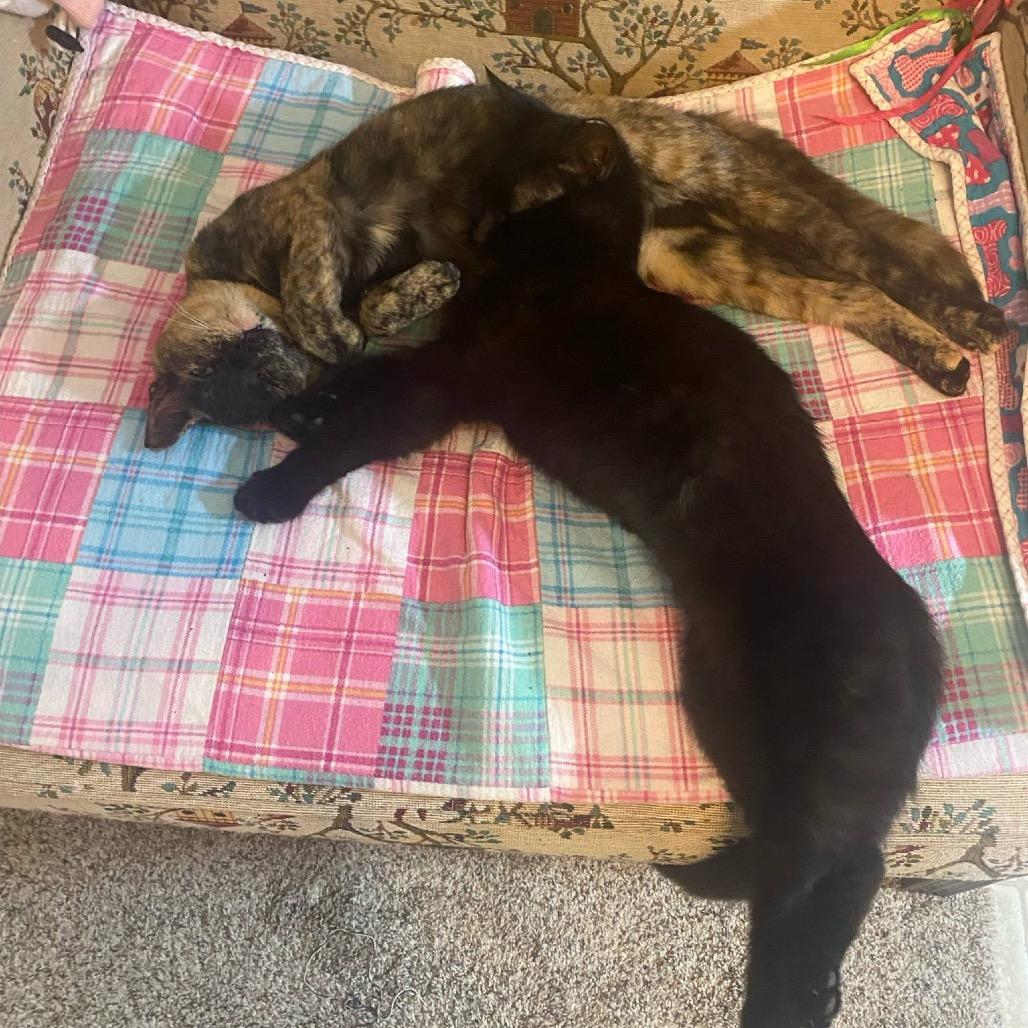 Enlarge Frito, a Adoptable Domestic Short Hair in Columbia Station, OH image 2/4