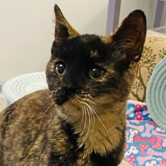 Enlarge Frito, a Adoptable Domestic Short Hair in Columbia Station, OH image 3/4