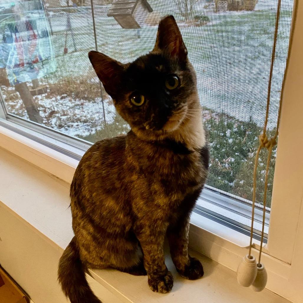 Enlarge Frito, a Adoptable Domestic Short Hair in Columbia Station, OH image 4/4