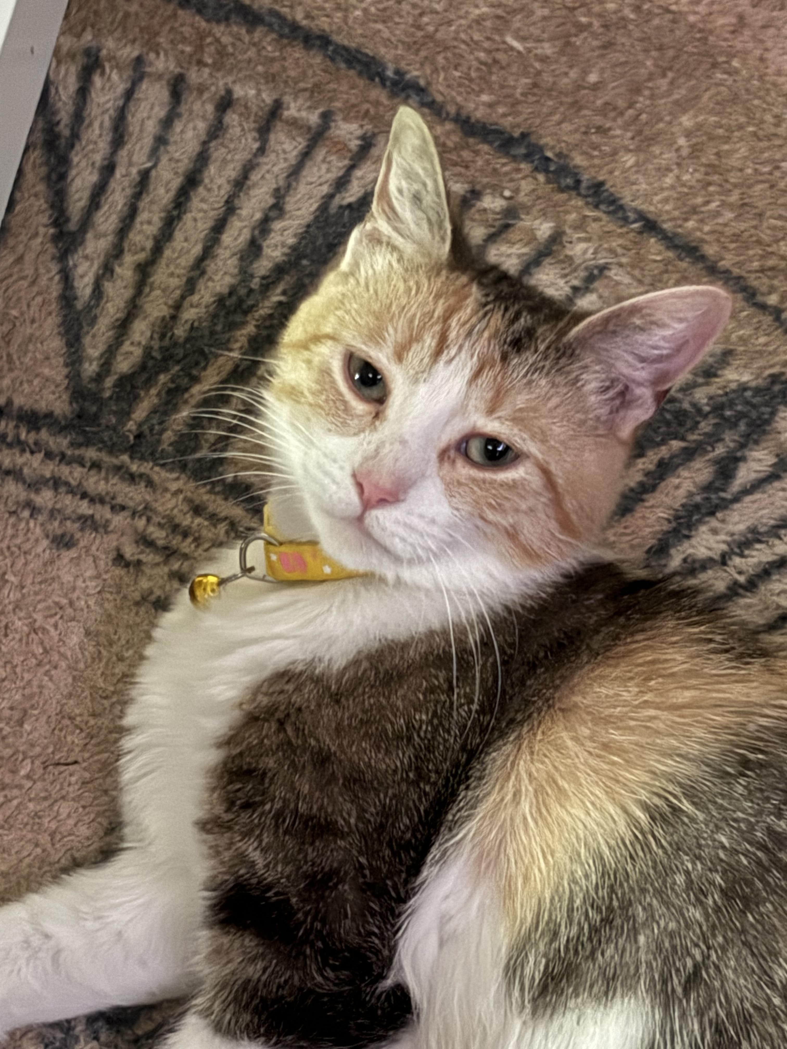 Cali, Young Female unknown