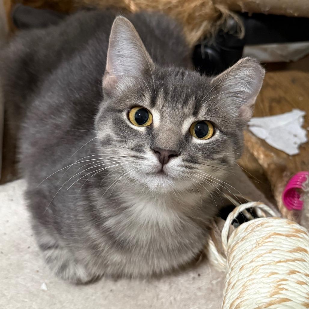 Enlarge Wilbur, a Adoptable Domestic Short Hair in Oakland, CA image 1/6
