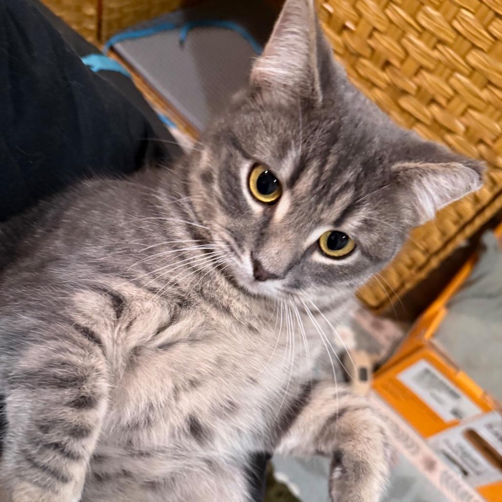 Enlarge Wilbur, a Adoptable Domestic Short Hair in Oakland, CA image 2/6