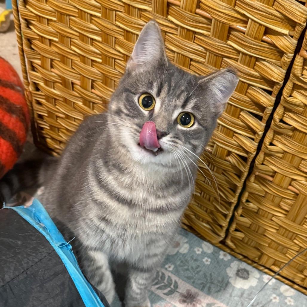 Enlarge Wilbur, a Adoptable Domestic Short Hair in Oakland, CA image 3/6