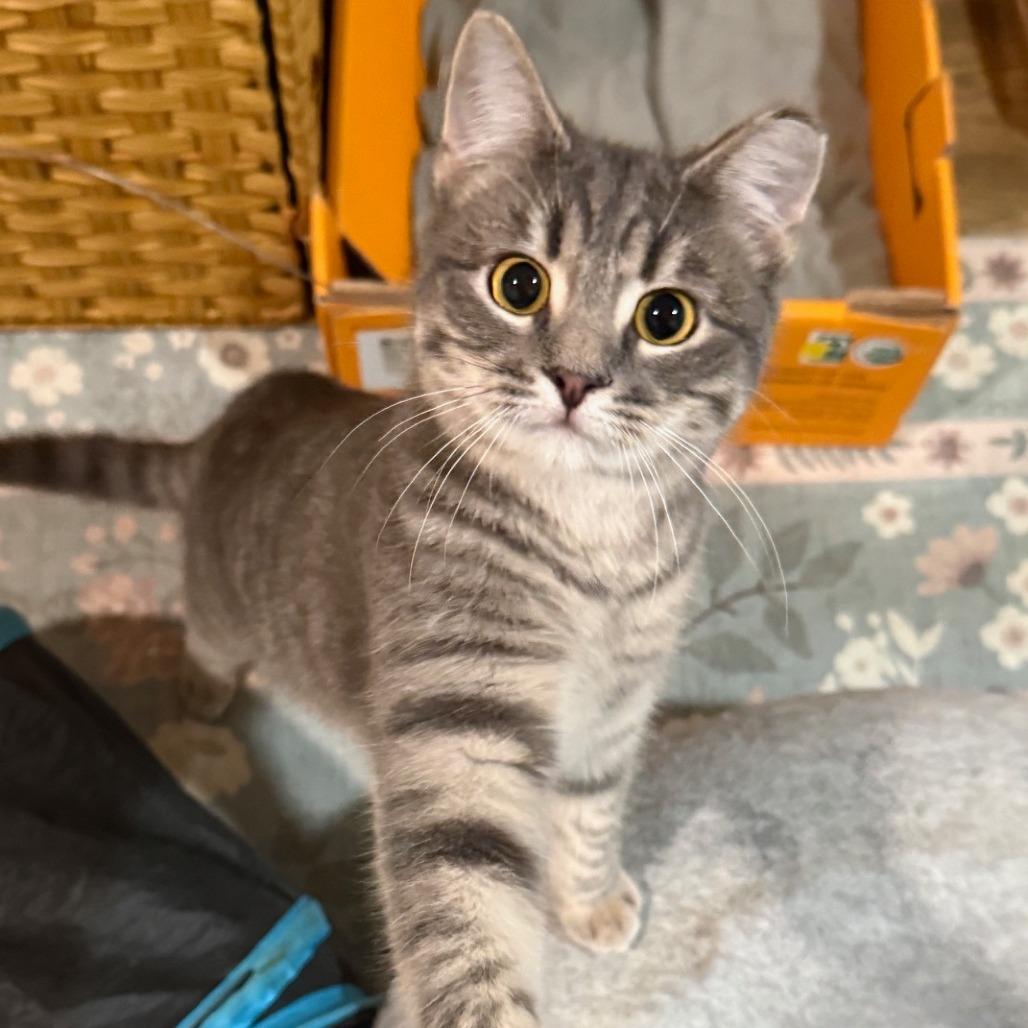 Enlarge Wilbur, a Adoptable Domestic Short Hair in Oakland, CA image 4/6