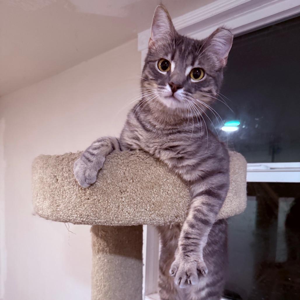 Enlarge Wilbur, a Adoptable Domestic Short Hair in Oakland, CA image 5/6