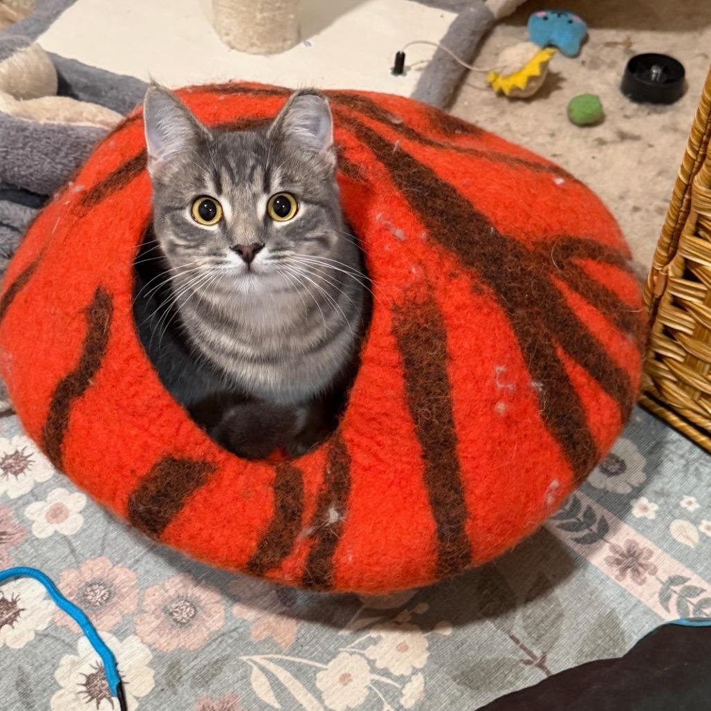 Enlarge Wilbur, a Adoptable Domestic Short Hair in Oakland, CA image 6/6