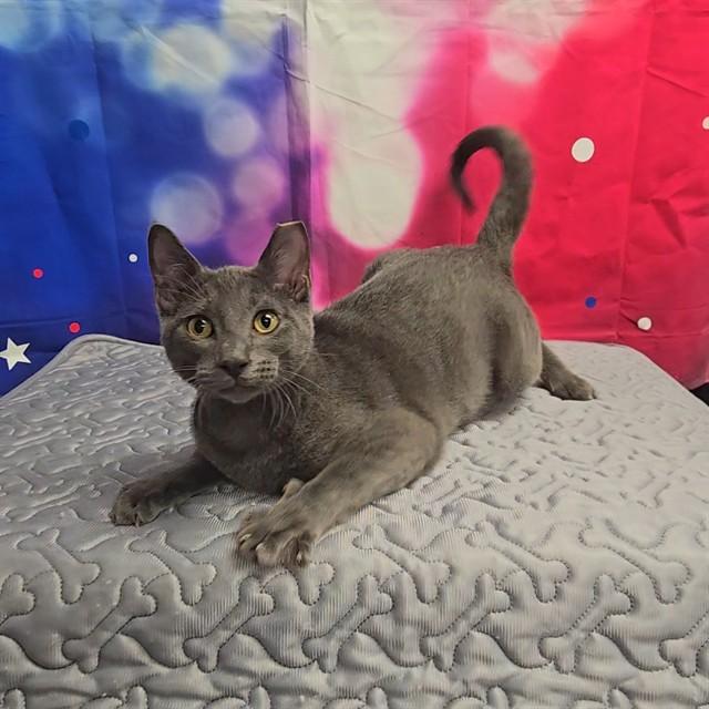 Enlarge MR. BISCUITS, a Adoptable Domestic Short Hair in Wylie, TX image 1/1