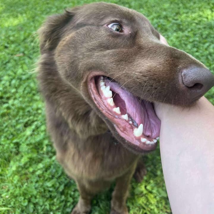 Enlarge Millie, a Adoptable mixed breed in Milan, IL image 2/6