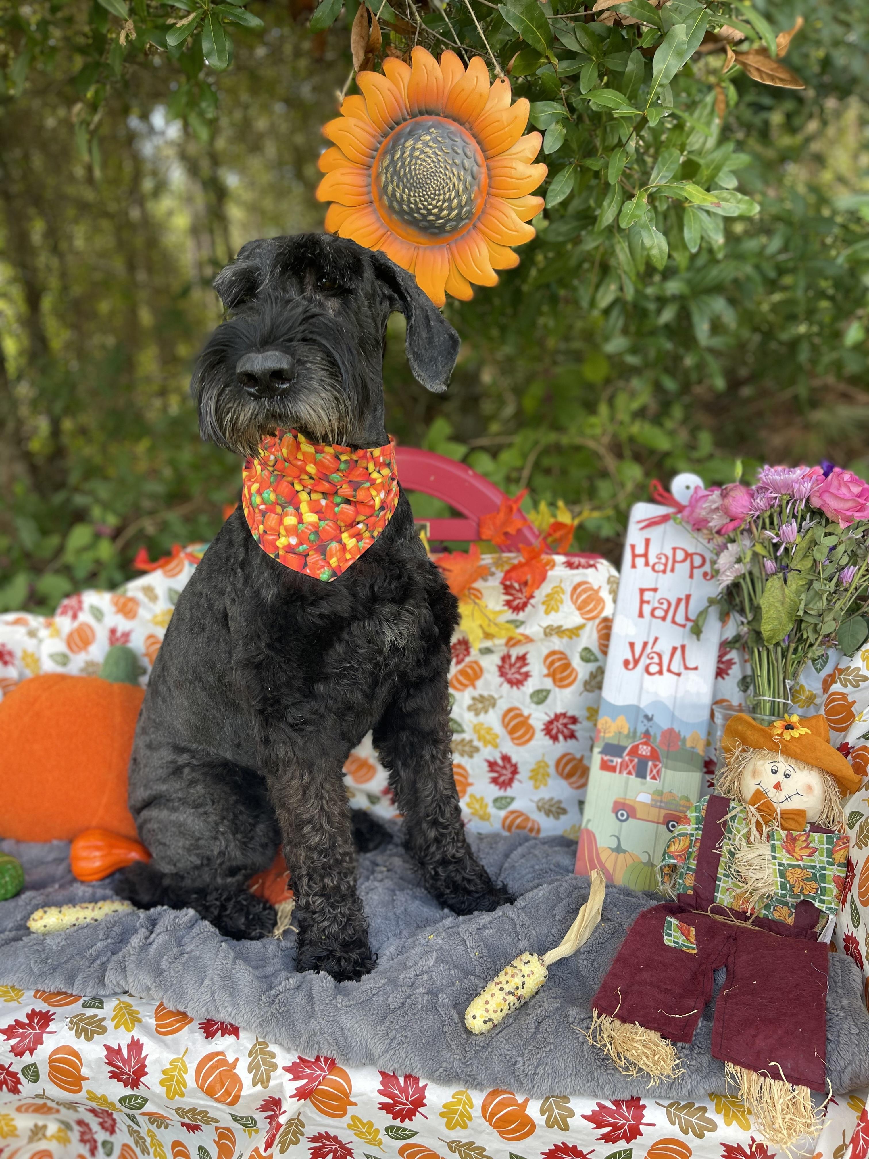 Enlarge Zala (in foster care), a Adopted Giant Schnauzer in Sebring, FL image 4/6
