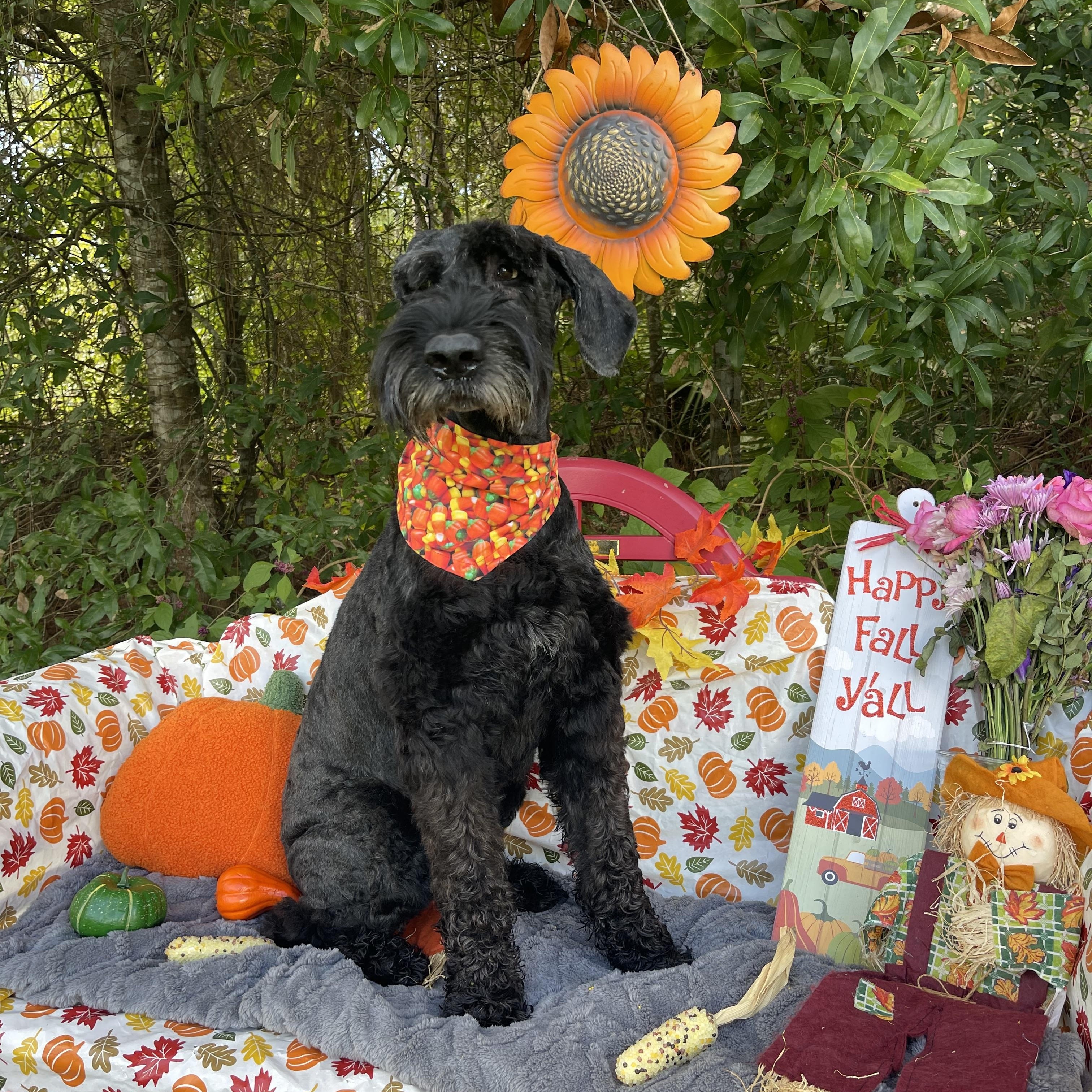 Enlarge Zala (in foster care), a Adopted Giant Schnauzer in Sebring, FL image 5/6