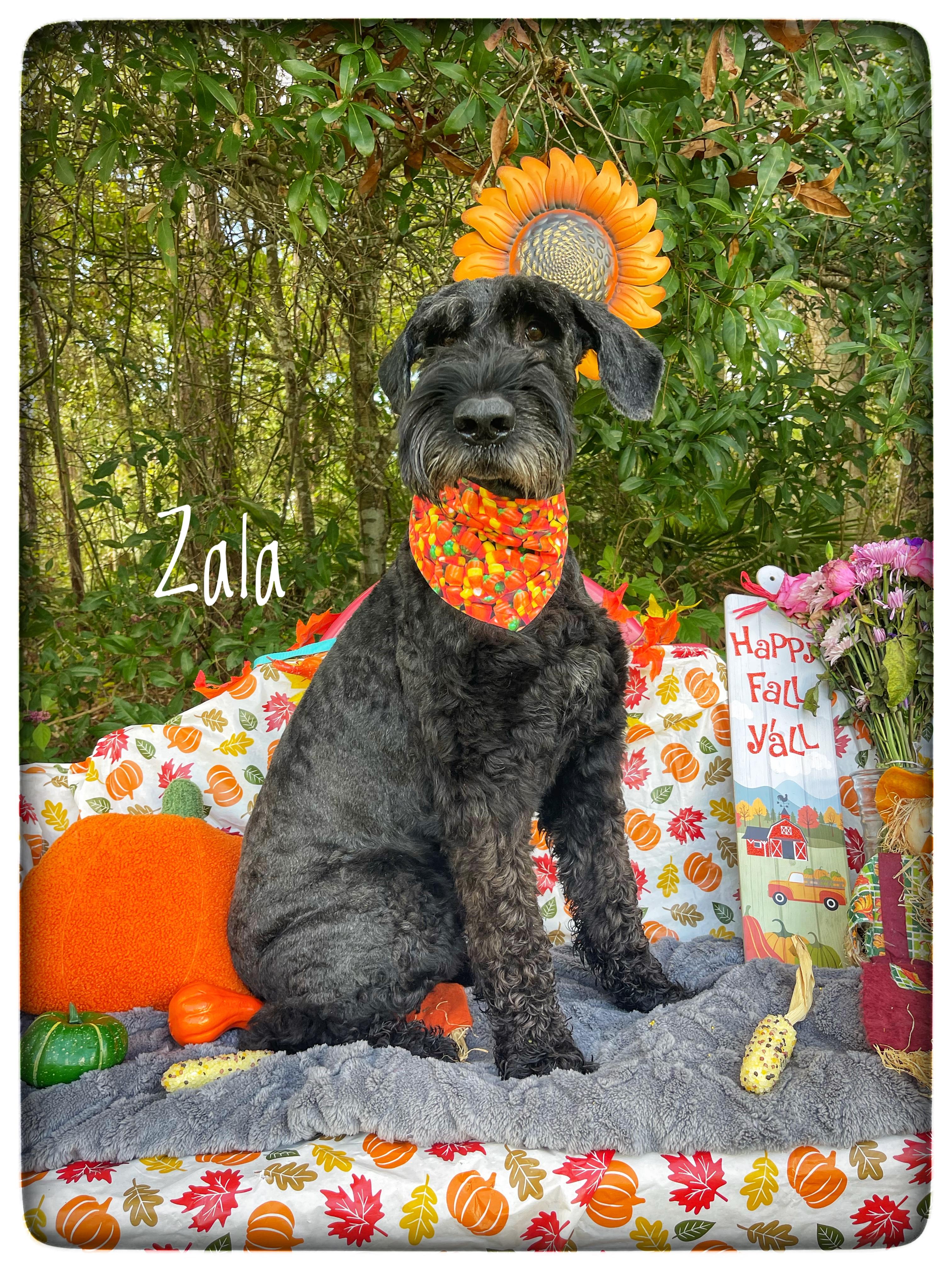 Zala (in foster care), Adopted, Adult Male Giant Schnauzer.