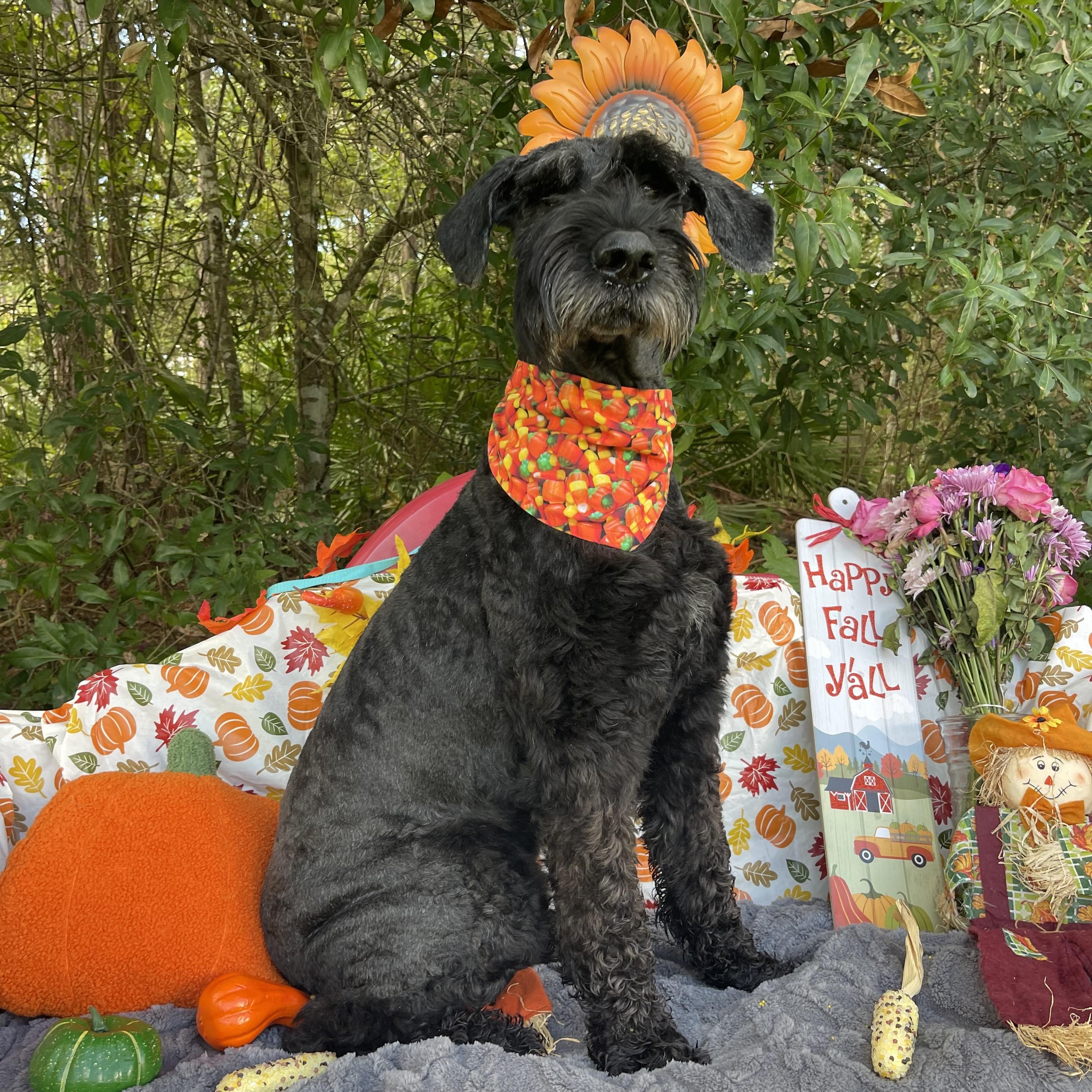 Enlarge Zala (in foster care), a Adopted Giant Schnauzer in Sebring, FL image 3/6