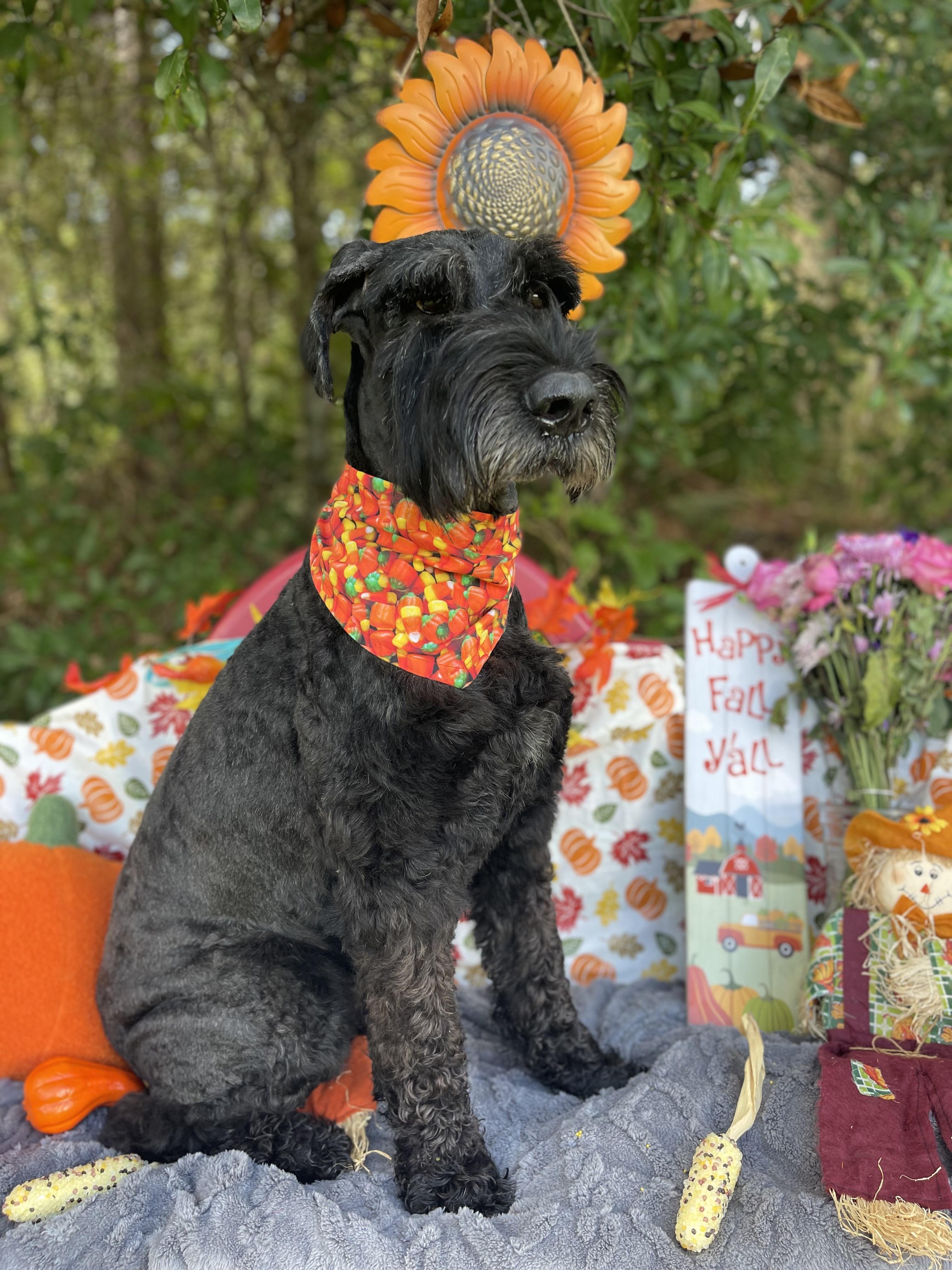 Enlarge Zala (in foster care), a Adopted Giant Schnauzer in Sebring, FL image 2/6