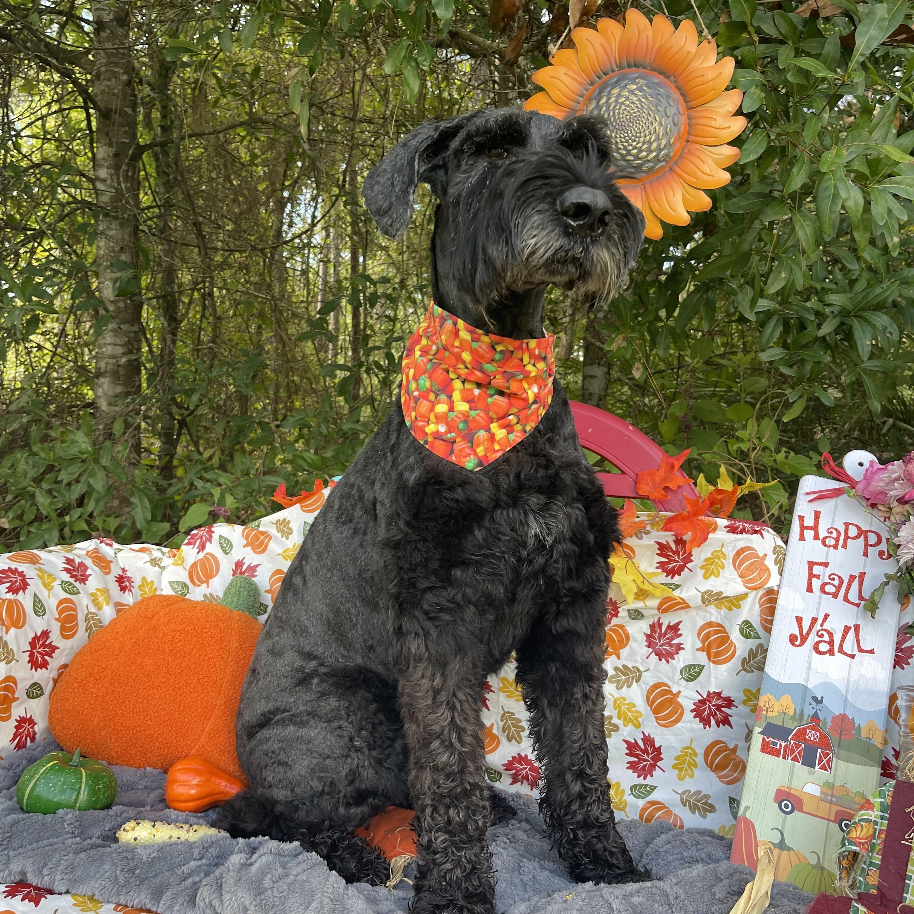 Enlarge Zala (in foster care), a Adopted Giant Schnauzer in Sebring, FL image 6/6