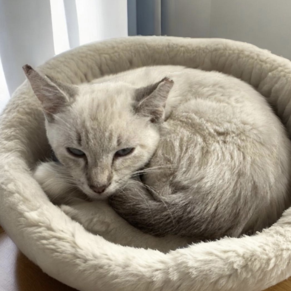 Skye, an adopted Siamese in Pittstown, NJ_image-1
