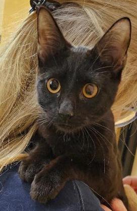 Barbie Q, ADOPTABLE, Young Female Domestic Short Hair.