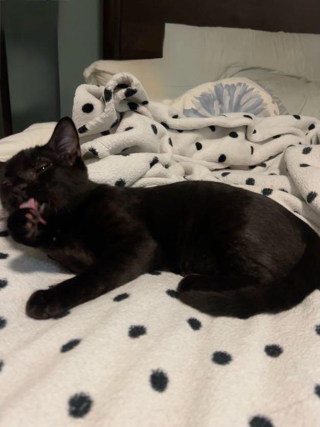 Enlarge Boom Chocolatta!, a Adoptable mixed breed in Pacifica, CA image 3/5