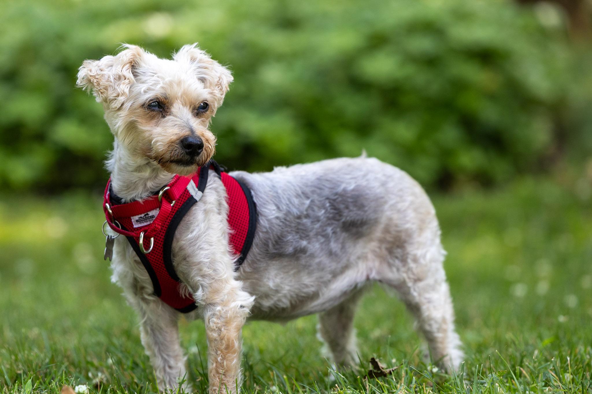 Arabella, Adoptable, Senior Female Yorkshire Terrier & Schnoodle.