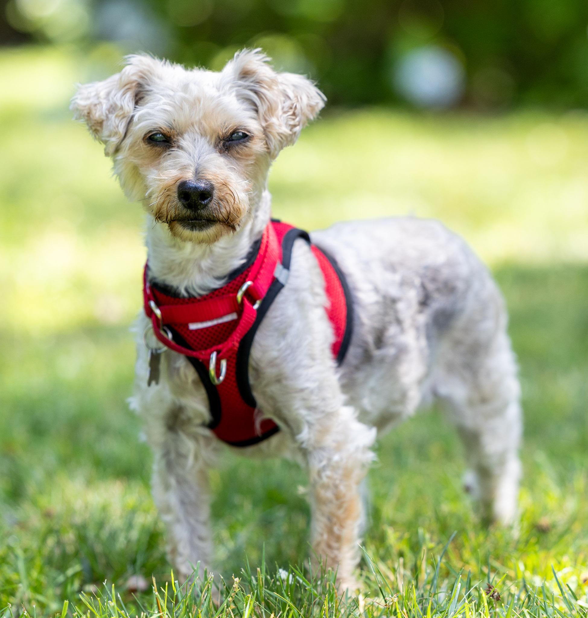Enlarge Arabella, a Adoptable mixed breed in Harrison, NY image 4/5