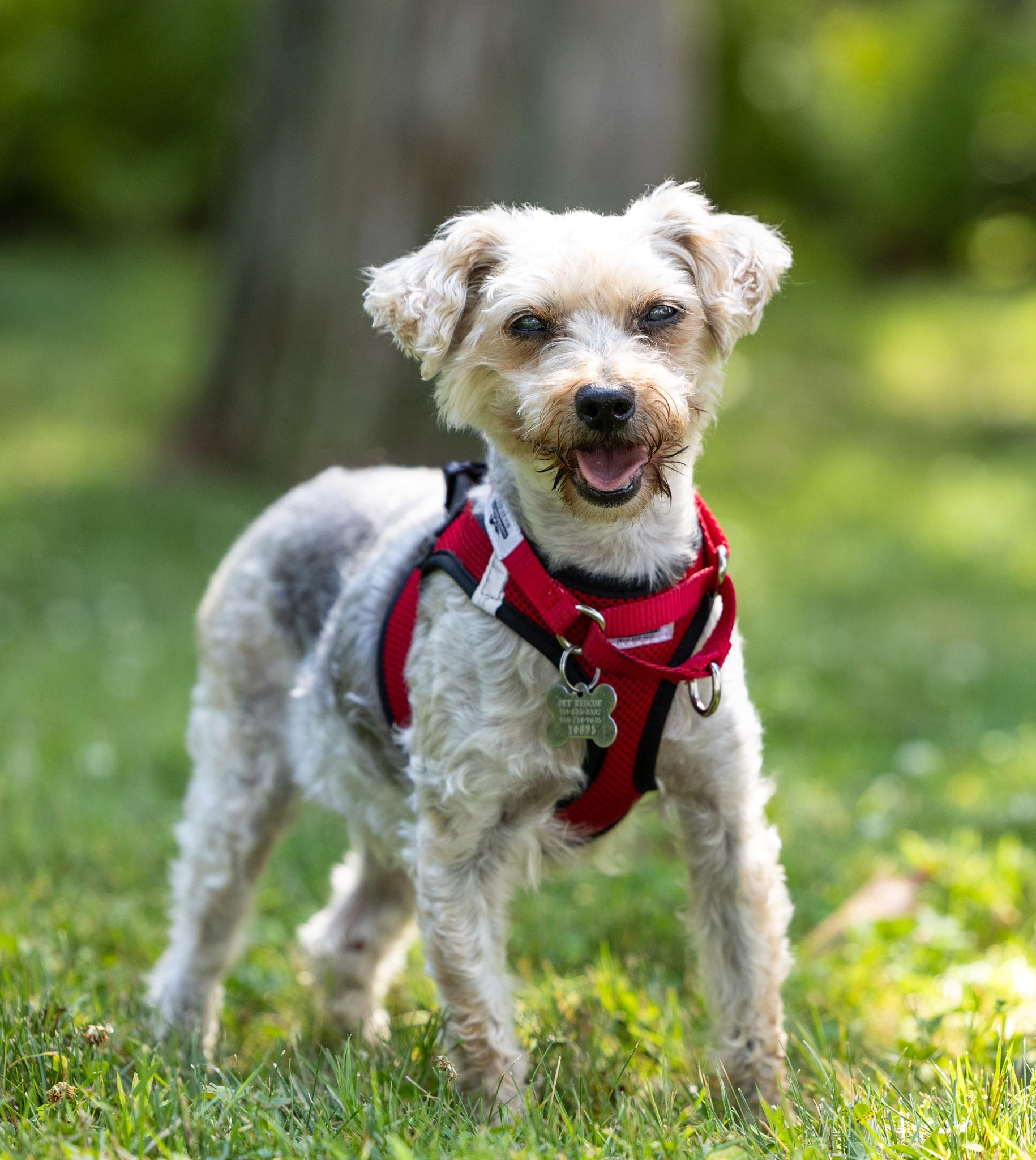 Enlarge Arabella, a Adoptable mixed breed in Harrison, NY image 2/5
