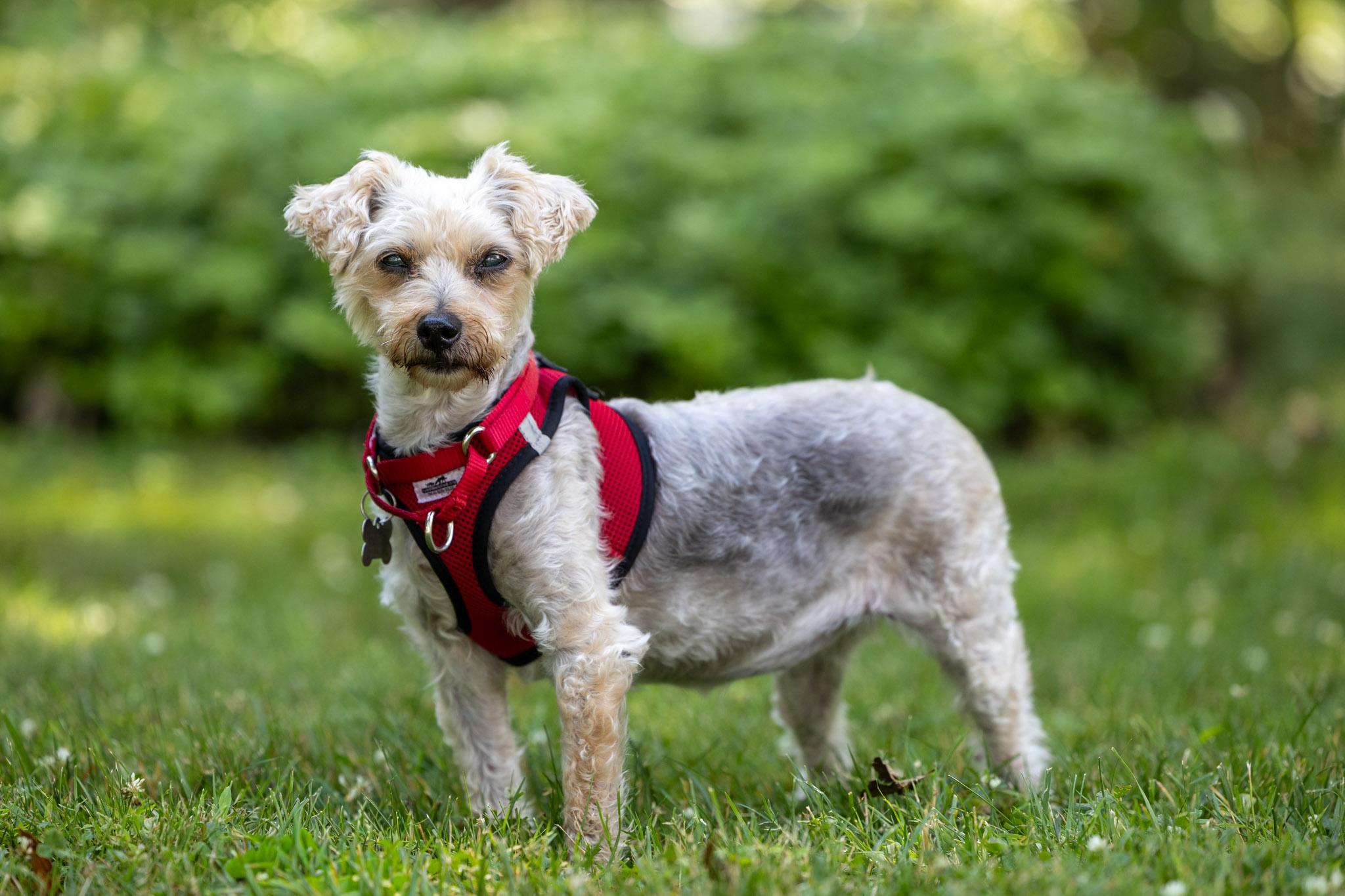 Enlarge Arabella, a Adoptable mixed breed in Harrison, NY image 3/5