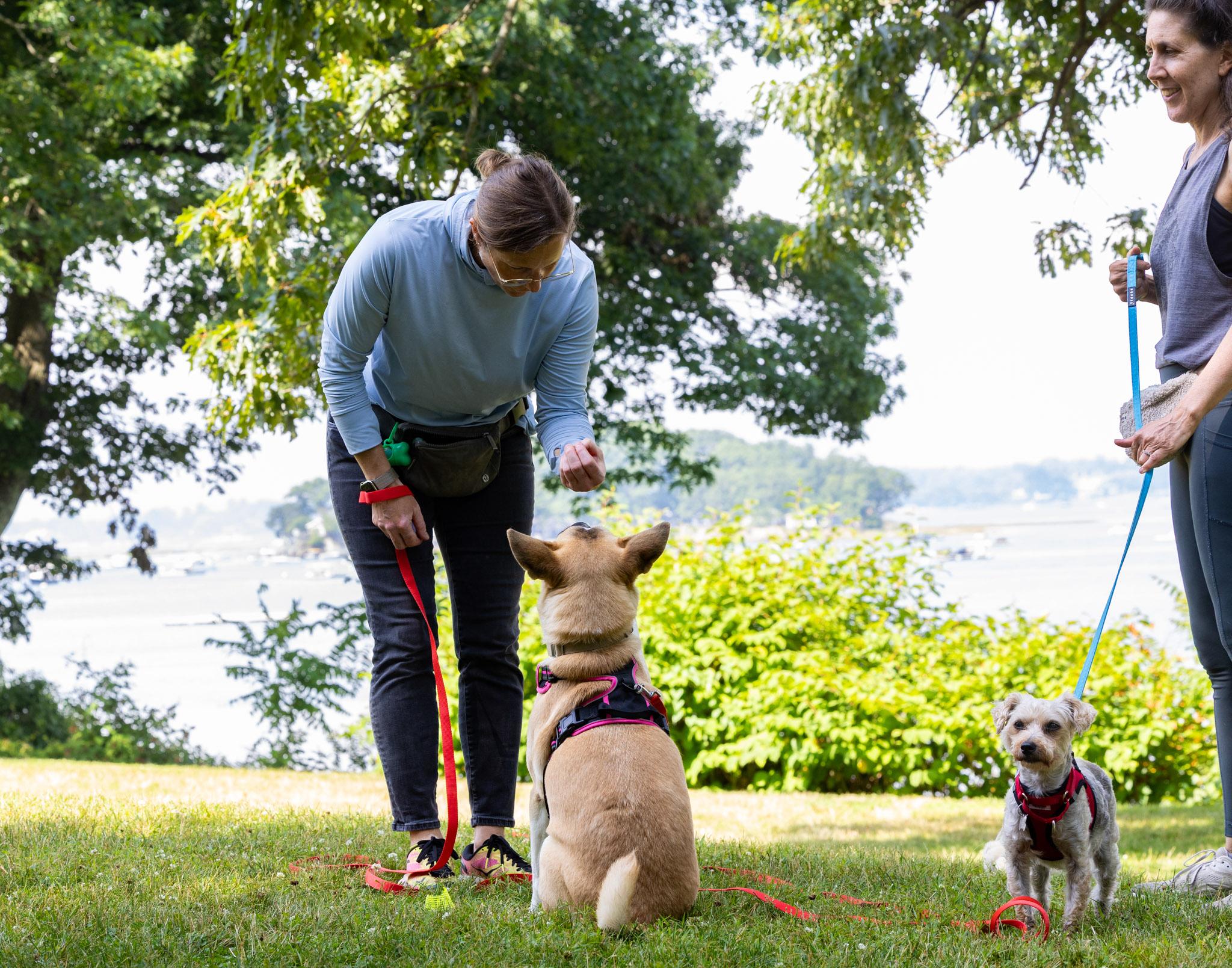 Enlarge Arabella, a Adoptable mixed breed in Harrison, NY image 5/5