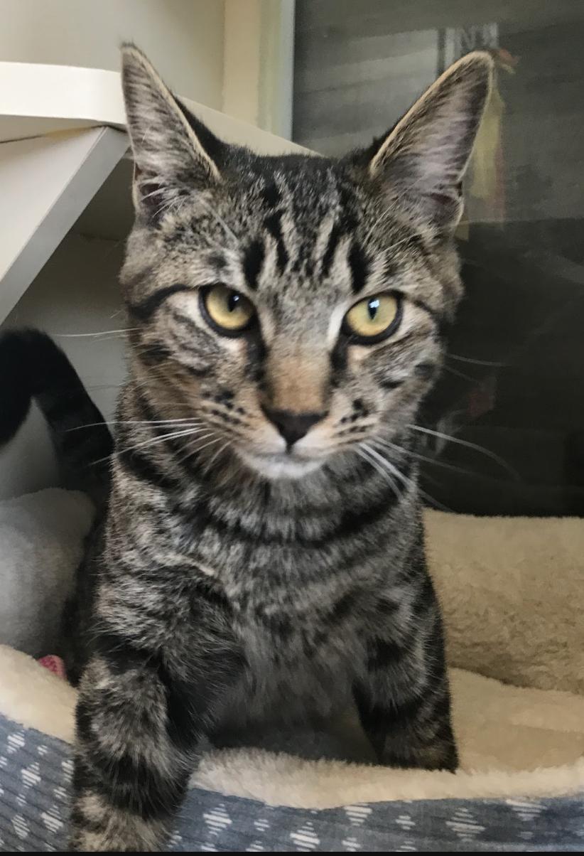Enlarge Draco, a Adoptable Domestic Short Hair in Buena Vista, CO image 3/4