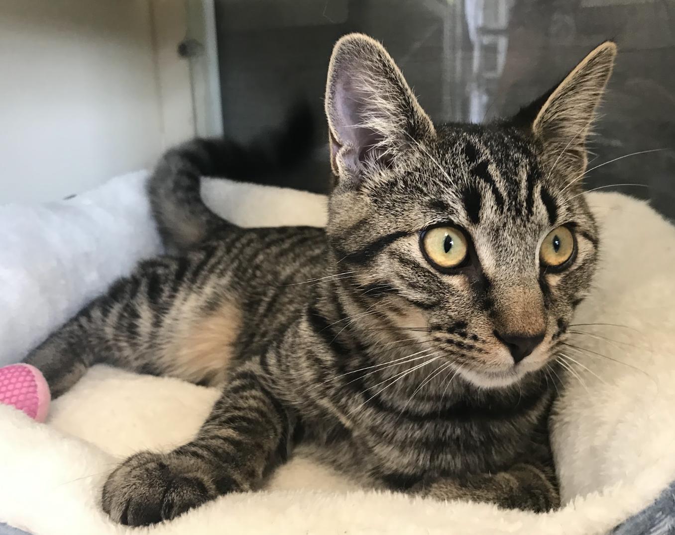 Enlarge Draco, a Adoptable Domestic Short Hair in Buena Vista, CO image 1/4