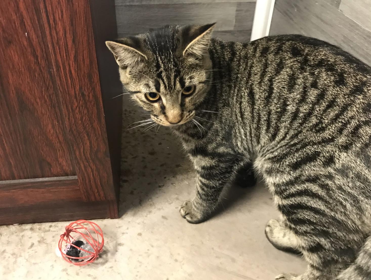 Enlarge Draco, a Adoptable Domestic Short Hair in Buena Vista, CO image 4/4