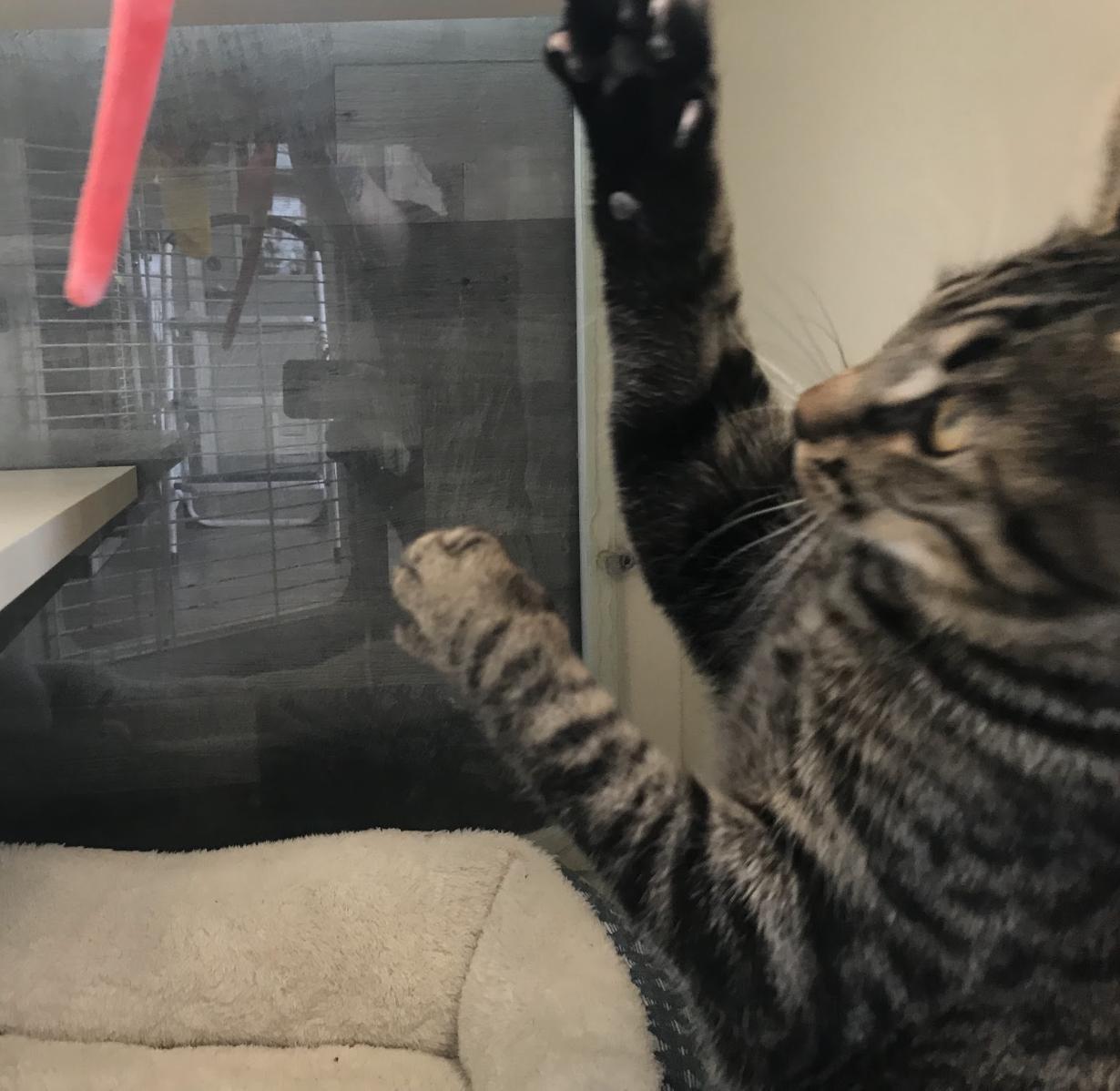 Enlarge Draco, a Adoptable Domestic Short Hair in Buena Vista, CO image 2/4