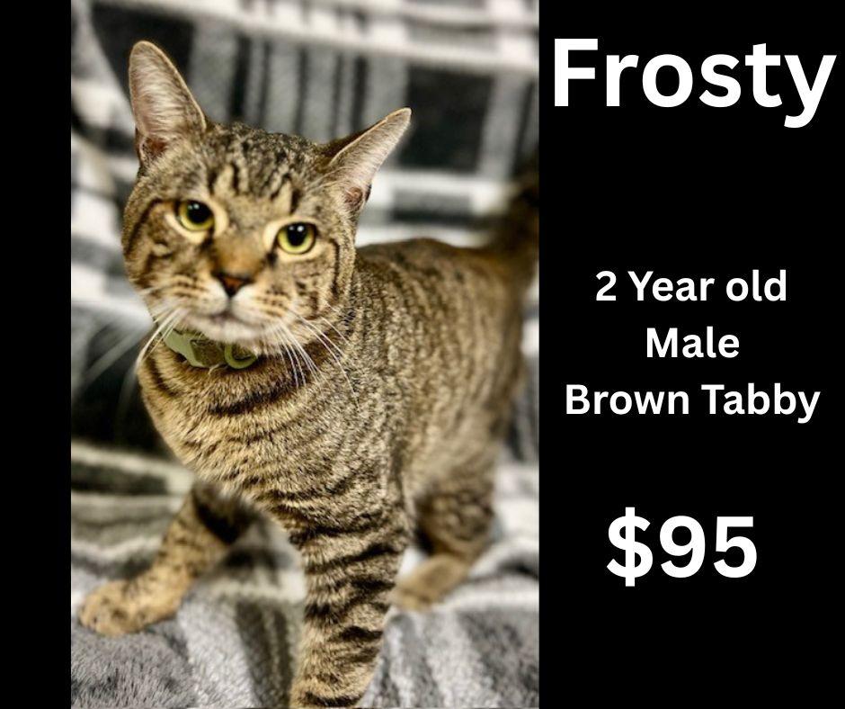 Frosty, adopted, Adult Male Domestic Short Hair.