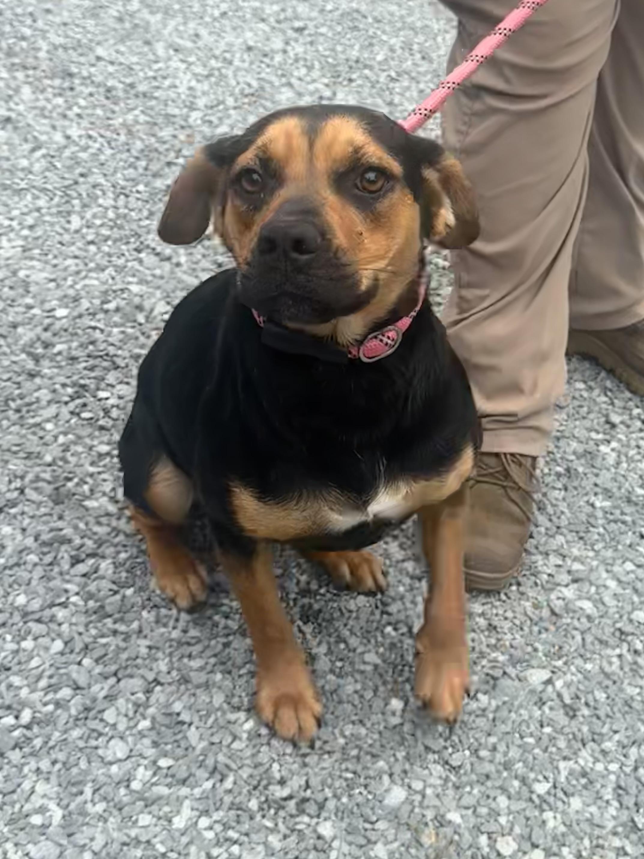 Kobe, ADOPTABLE, Adult Female Mixed Breed.