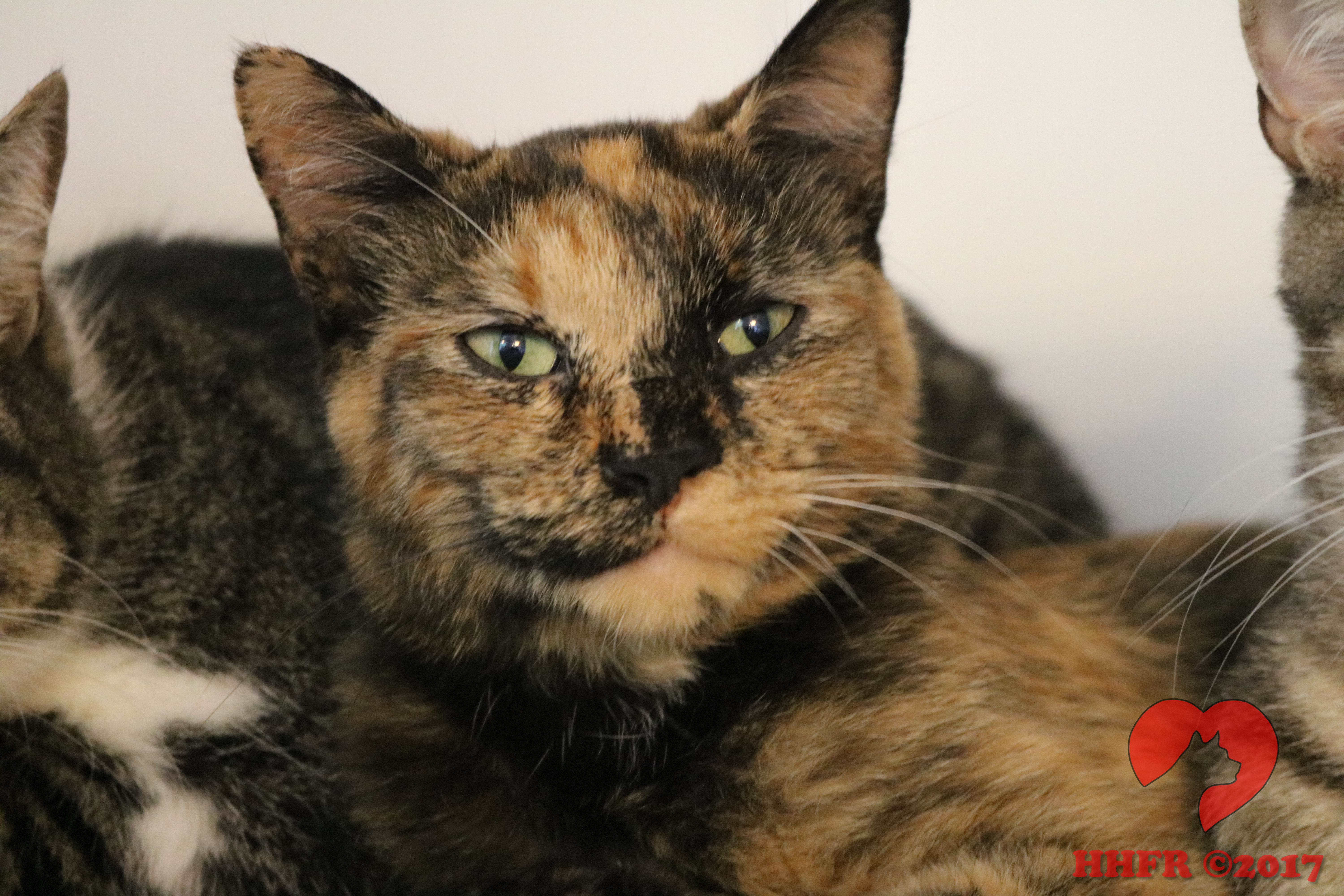 Enlarge Amber, a Adoptable Tortoiseshell in Manchester, MI image 1/1