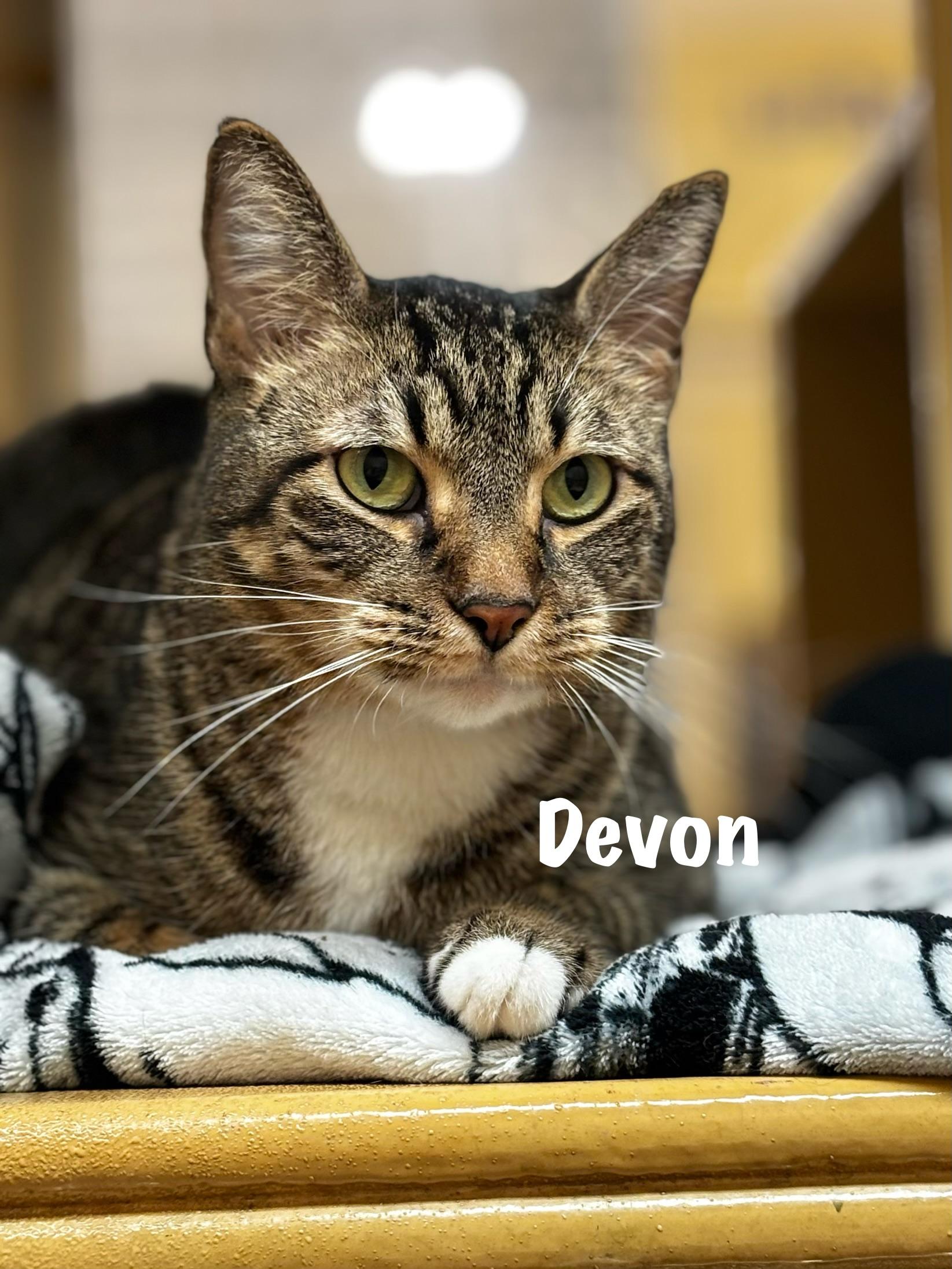 Devon, Adoptable, Adult Male Domestic Short Hair.