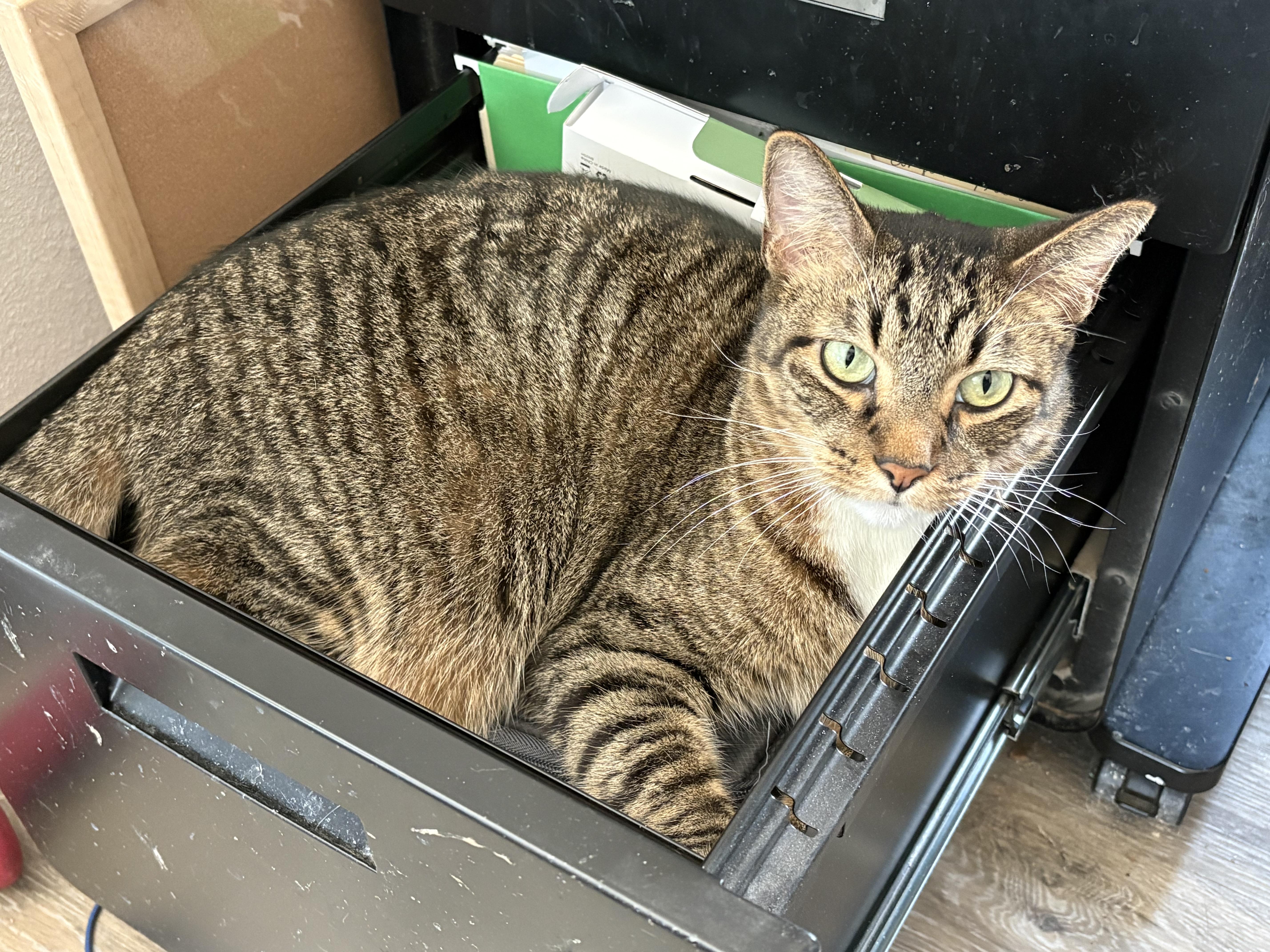 Enlarge Devon, a Adoptable Domestic Short Hair in Round Rock, TX image 2/2