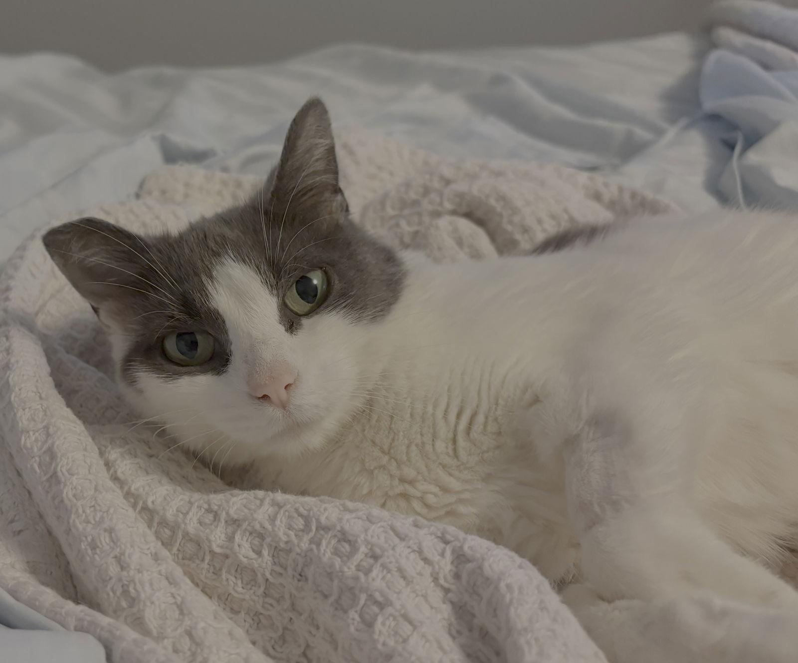 Enlarge Mabel, a Adopted Domestic Short Hair in Pittsburgh, PA image 1/3