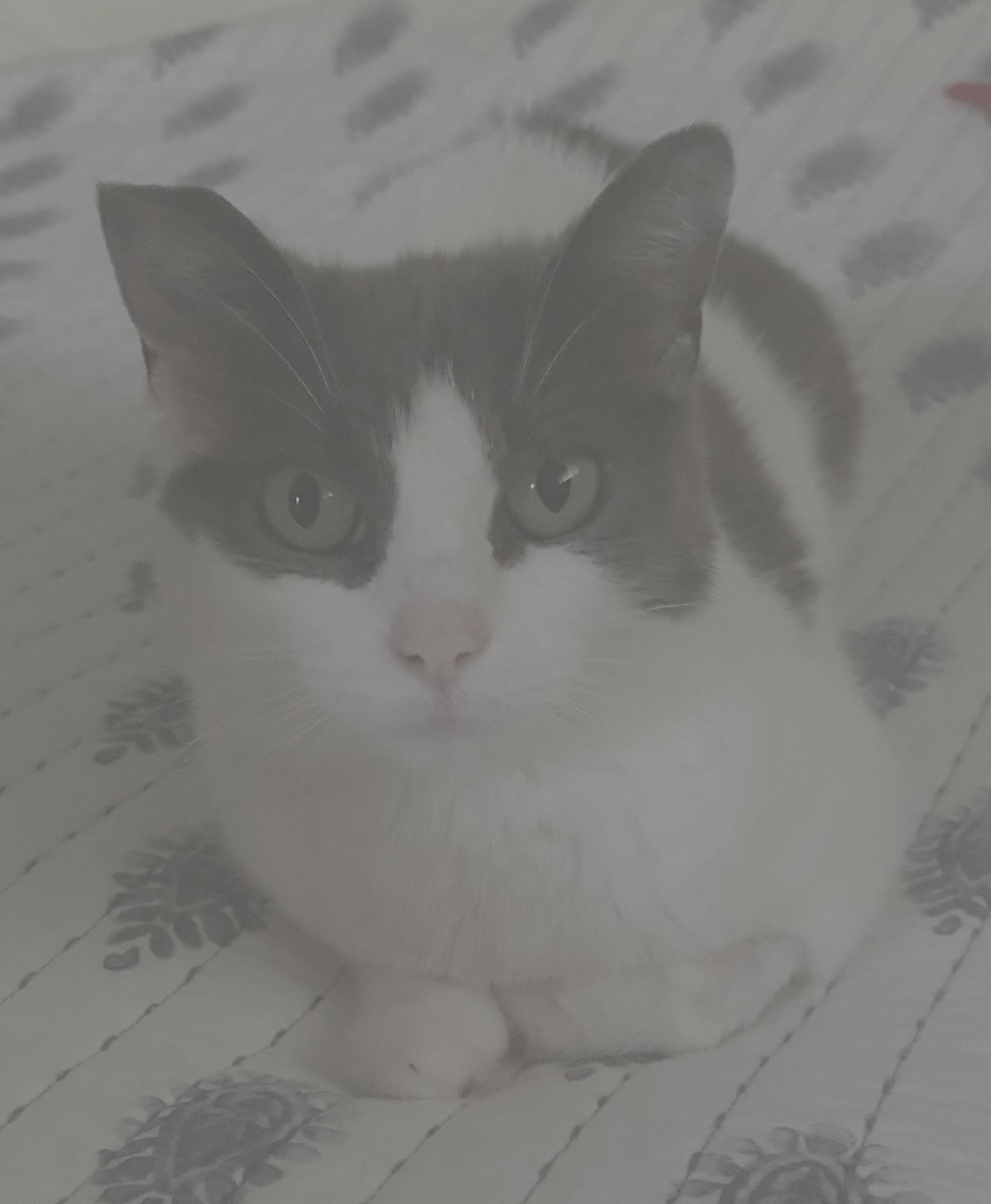 Enlarge Mabel, a Adopted Domestic Short Hair in Pittsburgh, PA image 2/3