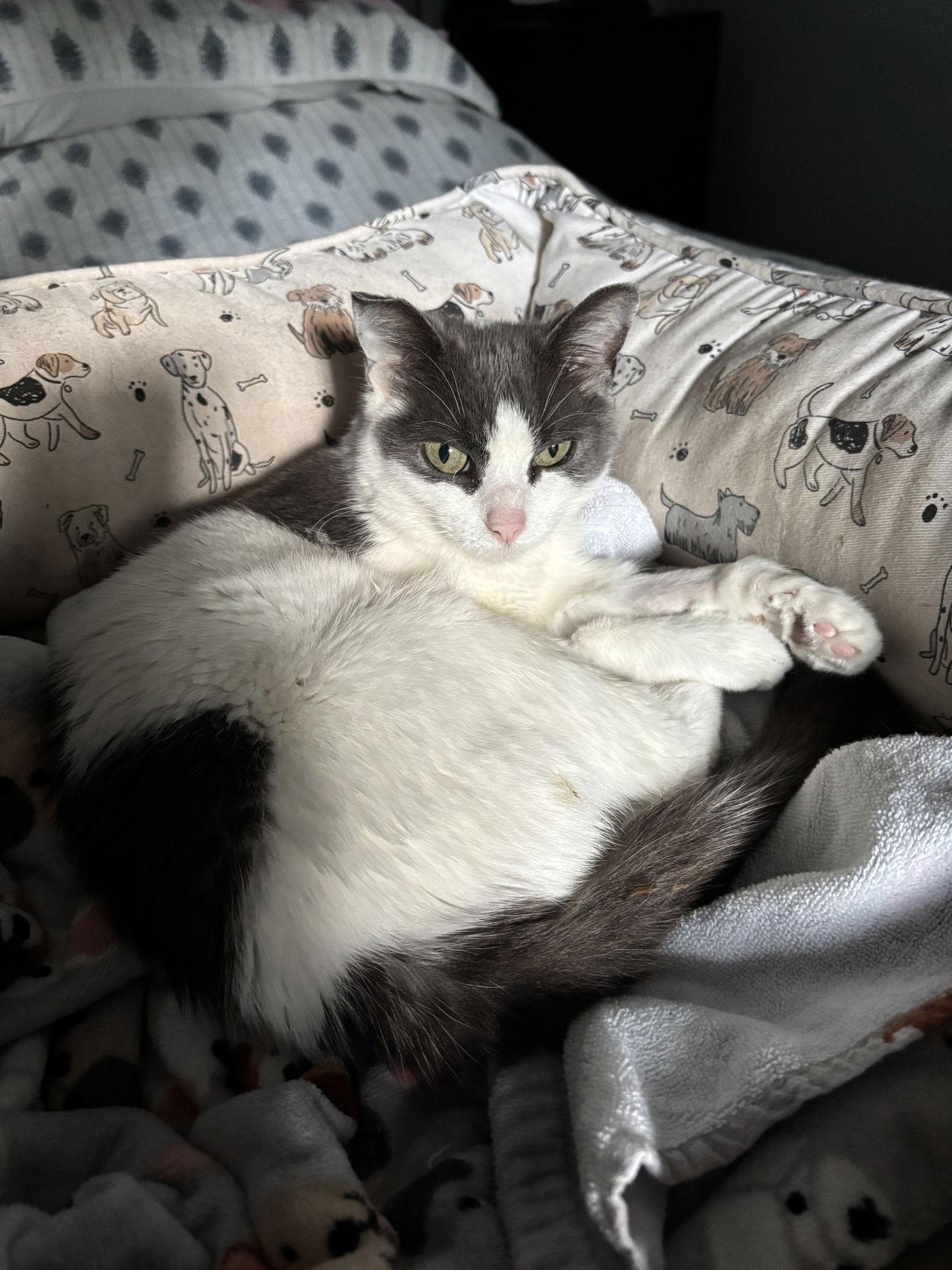 Enlarge Mabel, a Adopted Domestic Short Hair in Pittsburgh, PA image 3/3